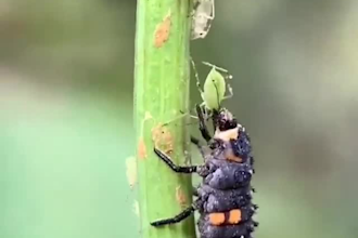 do agricultural pest management consultation for crops