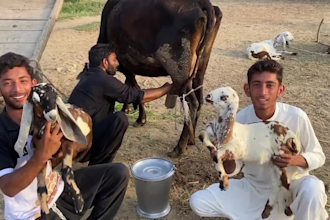 wish african happy birthday video