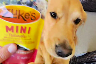 create dog ugc videos for your pet product or brand