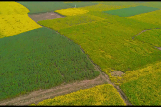 4k drone footage mustard field stock video