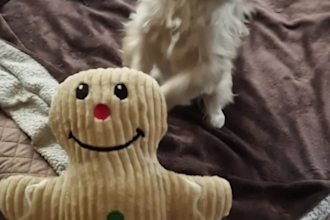create high quality ugc videos with dogs for your pet brand