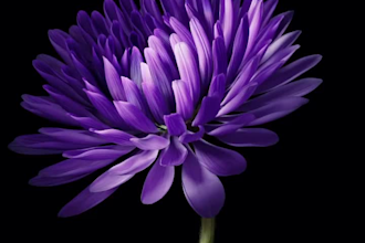 do 3d flower animation,3d flower design,3d cgi animation,3d fashion animation