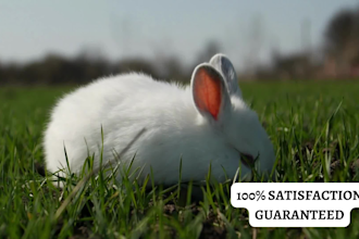 create top 10 animal videos for youtube channel