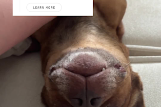 create dog ugc content for your brand