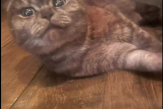 create a video message with a song performed by my 2 cats