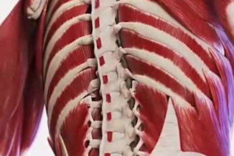 do 3d medical explanation video, 3d medical design, 3d surgery video, 3d bone