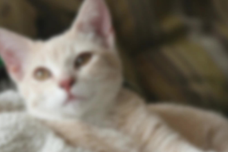 upscale low quality images or photos
