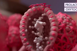 create a professional 3d medical animation