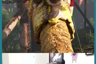 make youtube short or livestream highlight