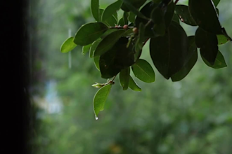 give you 150 natural relaxation videos and 50 copyright free background music