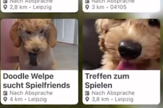 authentic ugc dog content pet videos tiktok, instagram ads