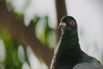 create 3d bird animation, cgi eagle model, 3d animal model, character rigging