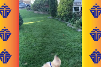 create copyright free monetize viral pet funny video, for youtube