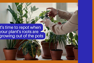 do SEO friendly houseplant product descriptions
