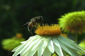 create nature, rain, forest, hazards videos with meditation music
