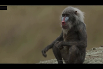 create 3d animal animation, 3d model, 3d texture with groom and fur