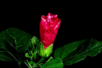 do 3d flower animation plant animation 3d fashion animation 3d cgi flower