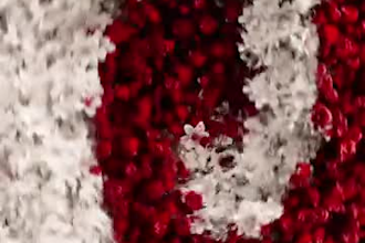 do 3d flower animation 3d plant animation 3d flower model 3d fashion animation