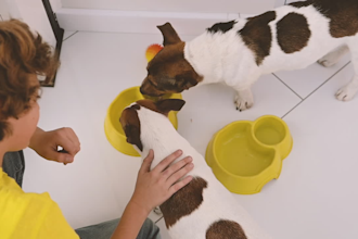 design profitable pet shopify store pet accessories website pet care shopifystor