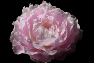 do 3d flower animation, 3d flower design, flower design, plant, 3d flower model