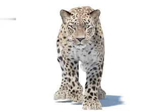 do realistic 3d animal animation 3d cgi animal design, 3d animal rigging vfx fur