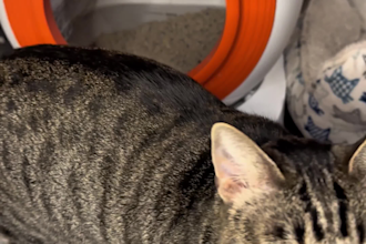 create ugc cat video ads for tiktok or instagram