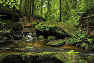 create forest nature sounds,ambience relaxing video