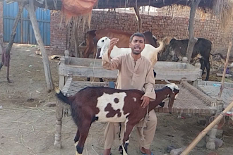 create or wish happy birthday wishing video with my goats in funny style