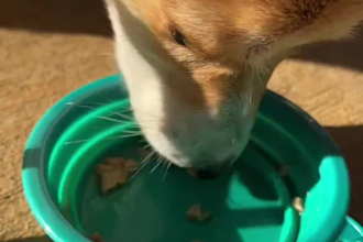 create engaging dog ugc video ads for tiktok and reels