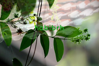 create relaxing rain video with rain sound
