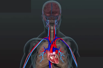 create a life explainer 3d medical animation 3d medical anatomy, 3d product