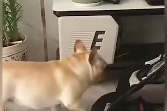 create a funny and cute animal, pet compilation videos