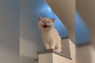 create funny viral cat dog animal pet videos with in 24 hours