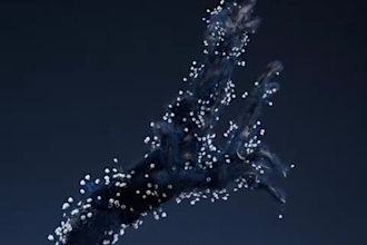 realitic 3d flower animation, 3d flower model, plant animation, flower animation