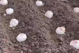 do expert agronomy servieces agricultural consulting