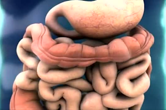 do 3d medical animation, anatomy body explainer video, 3d surgery animation