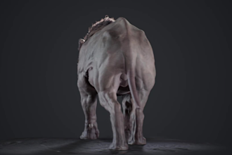 model and rig 3d animals, character creatures,  use for game and animation