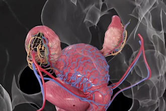 create 3d medical animation moa skeletal anatomy orthopedic biotech 3d model