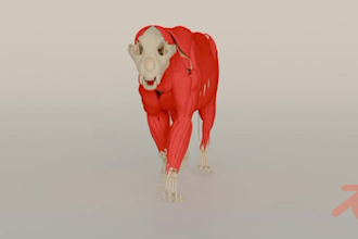 create animal model,3d creature, xgen hair, realistic fur,3d animal animation
