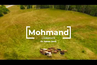 do logo  animation for you