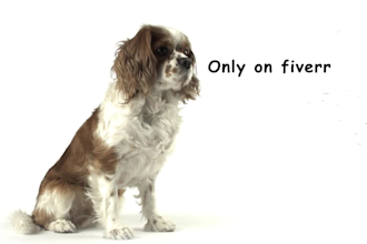 make beautiful logo reveal with dog