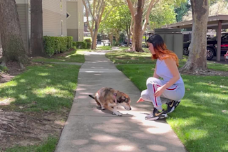 be your dog model