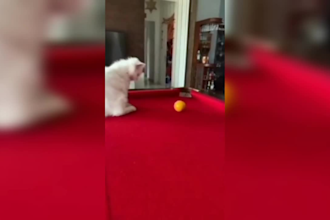 create a funny and cute animal, pet compilation videos