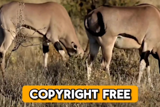 create wildlife animals copyright free fighting videos for youtube