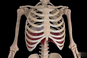 do 3d medical animation 3d medical anatomy 3d explainer body anatomy 3d modeling