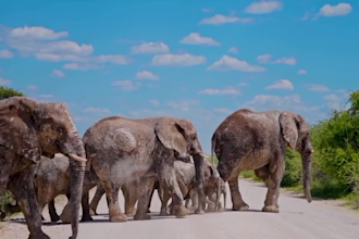create wild animals videos, wildlife, animal documentary video for youtube
