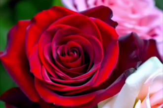 do 3d flower animation, 3d flower design, 3d plant animation, 3d cgi animation