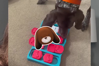 create ugc content for your dog products or services