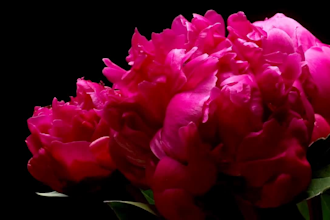 do realistic 3d flower modeling,3d flower animation rendering