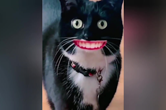 make your animal videos go viral with expert editing